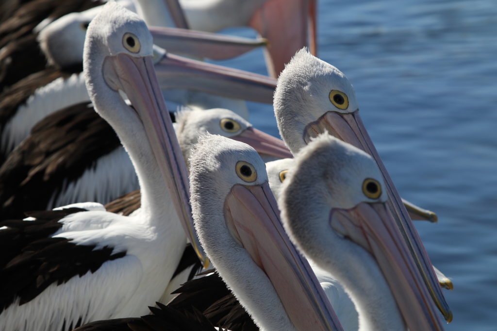 lakes-hotel-pelican-feeding